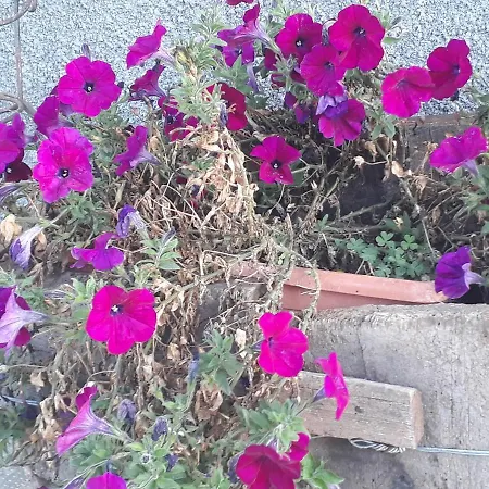 L'Infinito Διαμέρισμα Pessinetto
